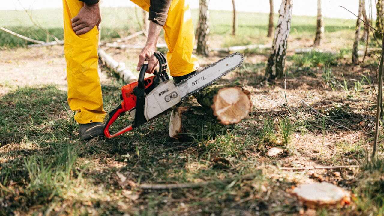 Best Emergency Storm Tree Removal  in Clayton, NJ